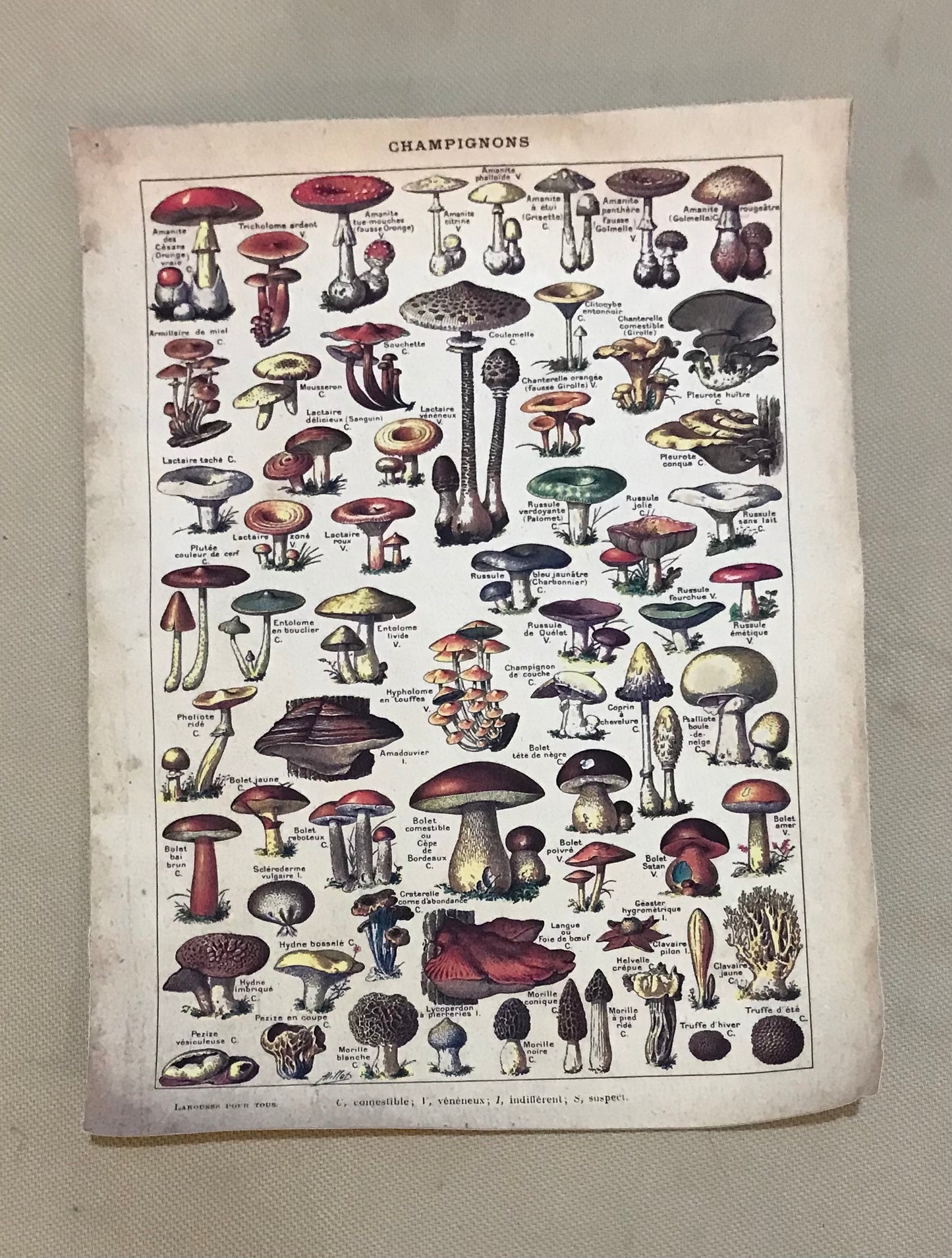 Vintage fungi (print)