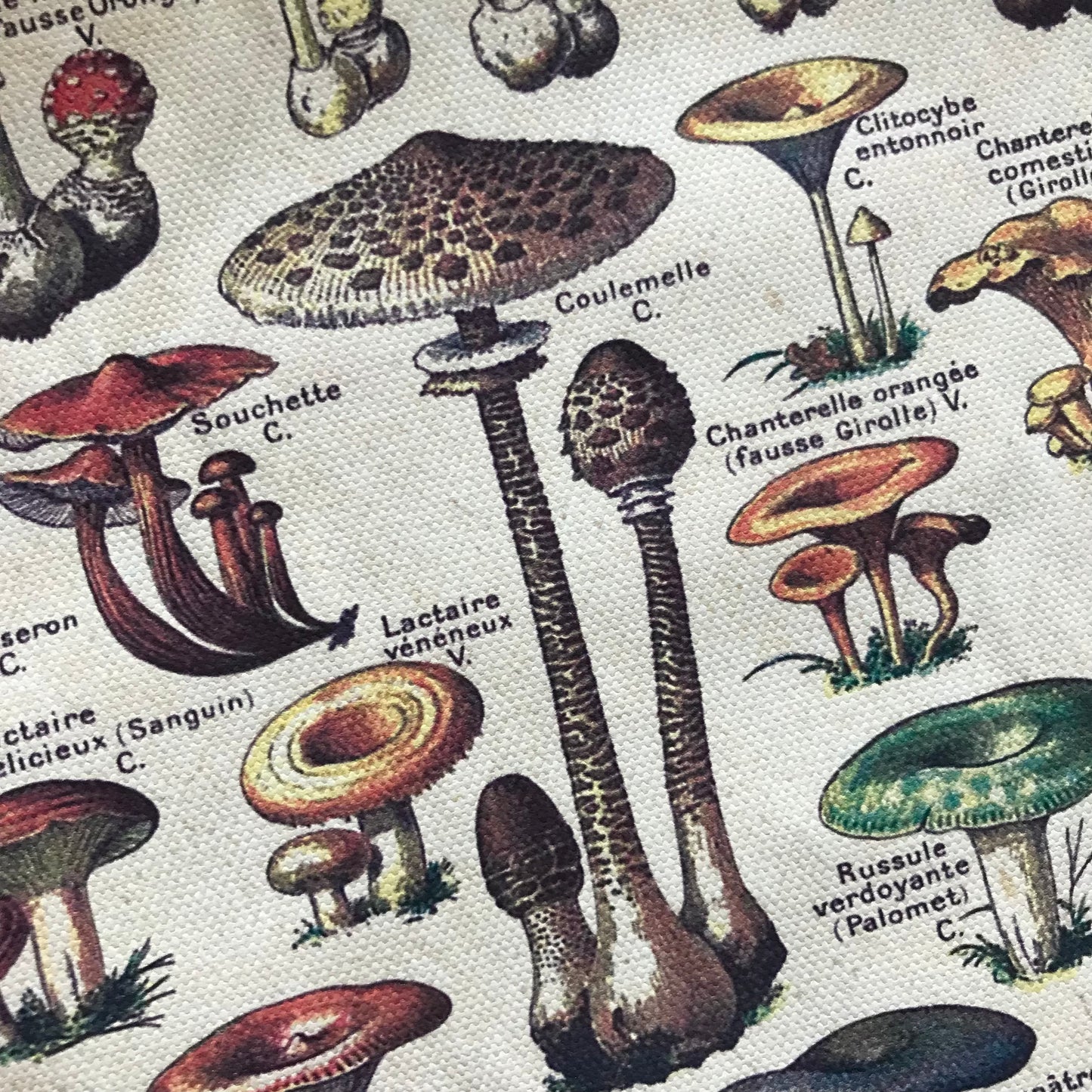 Vintage fungi (print)