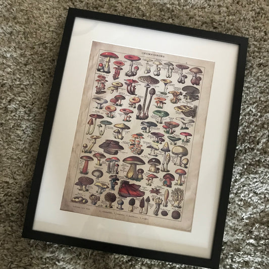 Vintage fungi (print)